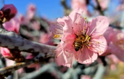 На Кубани цветут персиковые сады